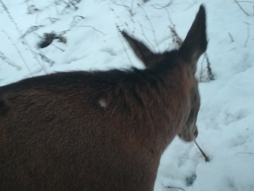 Аленіху, якая прыходзіла карміцца да людзей, абследавалі і вярнулі ў лес