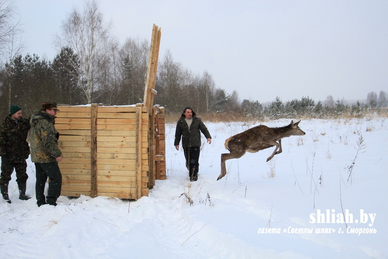 Аленіху, якая прыходзіла карміцца да людзей, абследавалі і вярнулі ў лес