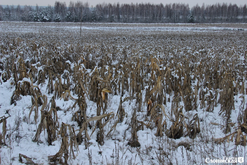 На Слонимщине кукурузу убирают в феврале