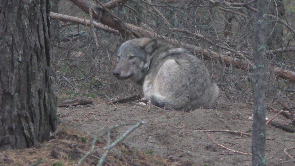У Беларусі застрэлілі ваўка, якому выбіралі імя ўсёй краінай