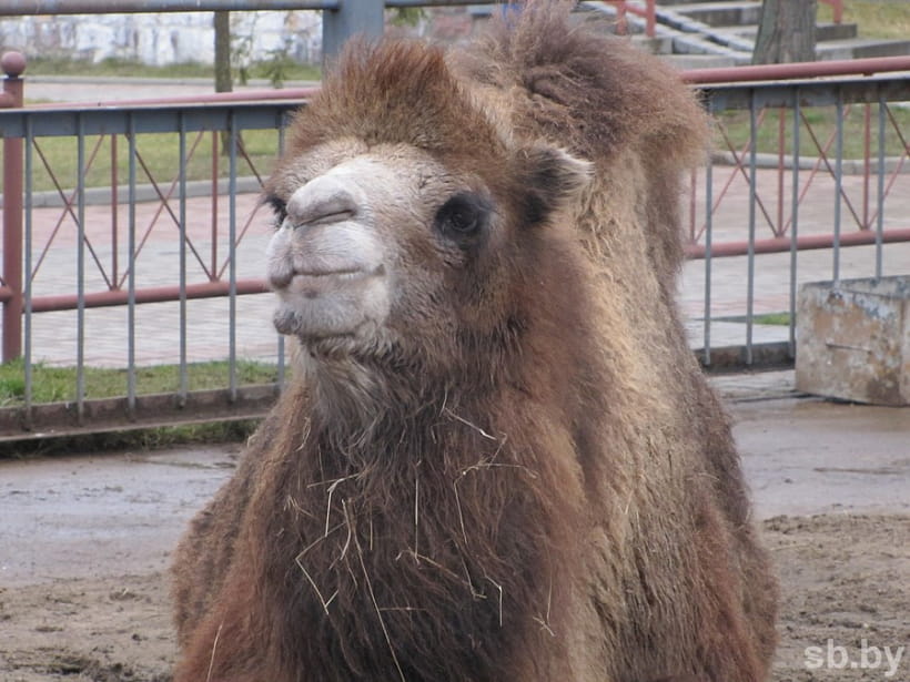У Гродзенскім заапарку завяршаецца зімоўка. Вярблюд выйшаў у вальер, а мядзведзі яшчэ спяць