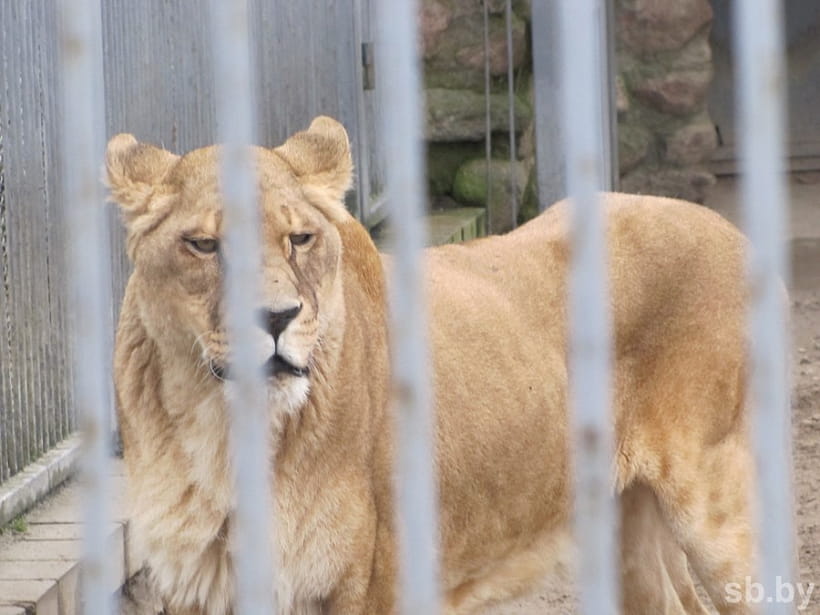 У Гродзенскім заапарку завяршаецца зімоўка. Вярблюд выйшаў у вальер, а мядзведзі яшчэ спяць У Гродзенскім заапарку завяршаецца зімоўка. Вярблюд выйшаў у вальер, а мядзведзі яшчэ спяць