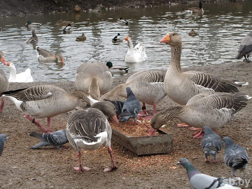 У Гродзенскім заапарку завяршаецца зімоўка. Вярблюд выйшаў у вальер, а мядзведзі яшчэ спяць У Гродзенскім заапарку завяршаецца зімоўка. Вярблюд выйшаў у вальер, а мядзведзі яшчэ спяць
