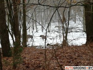 Не расце трава і няма догляду. Параўнаем экапаркоўкі ў Гродне і Сопаце Не расце трава і няма догляду. Параўнаем экапаркоўкі ў Гродне і Сопаце