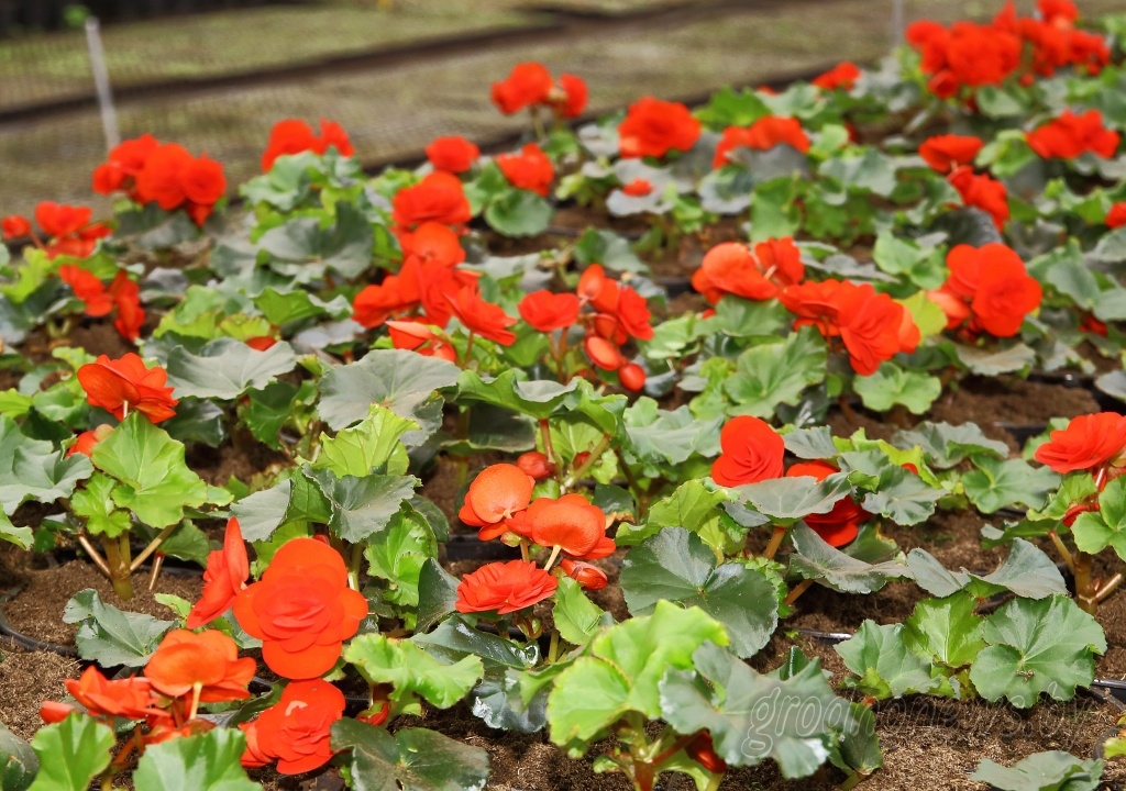 600 тысяч цветов высадят в Гродно этой весной
