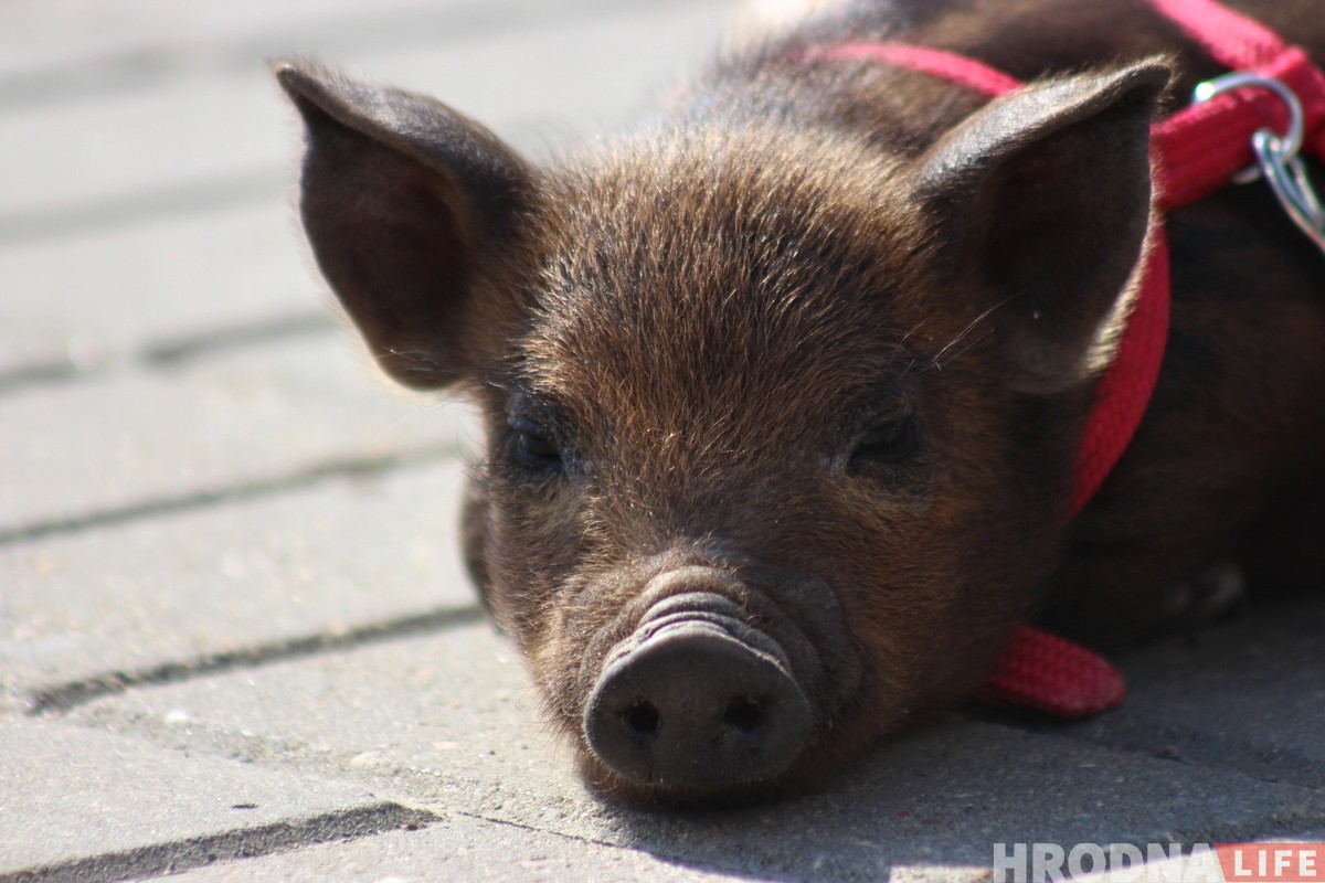 "Фунціка маглі загрызці". Музыкант выратаваў парася і цяпер яны ўсюды разам "Фунціка маглі загрызці". Музыкант выратаваў парася і цяпер яны ўсюды разам