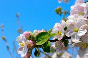 Як у Гродне раздавалі бясплатную шаўрму (фота)