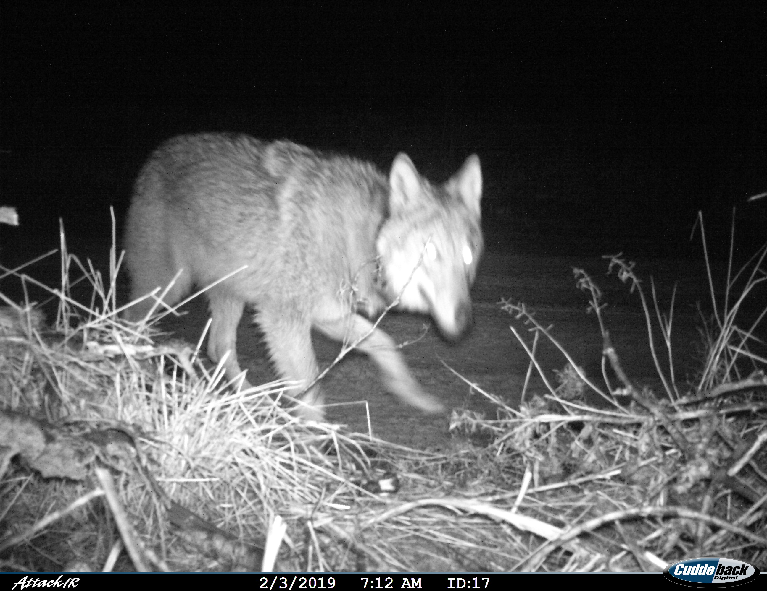 Молодая Лу́на Полесья: беларусы выбрали имя для волчицы