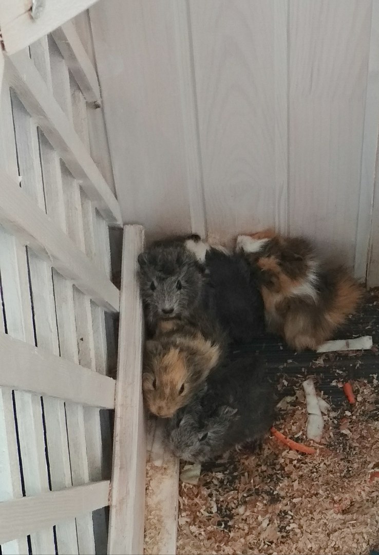 У Гродне праверылі кантактны заапарк: уладальнікам пагражае штраф да 1 275 рублёў