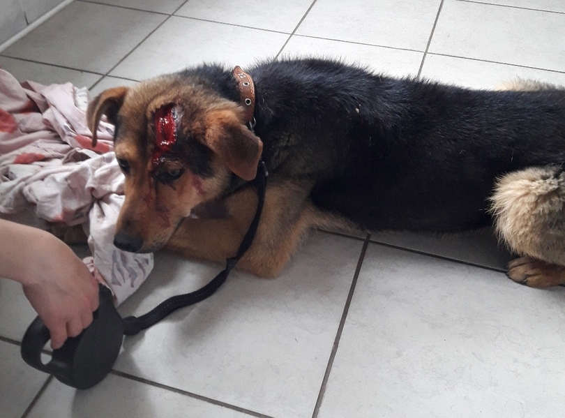 Ударылі сякерай або лапатай: у Альшанцы зноў жорсткае абыходжанне з жывёламі