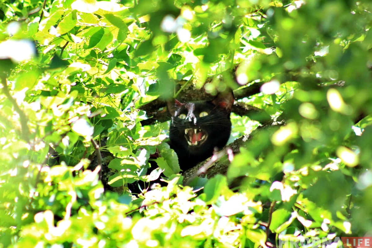 Глядзіце, як у цэнтры Гродна ратавалі Малыша (але ён потым знік)