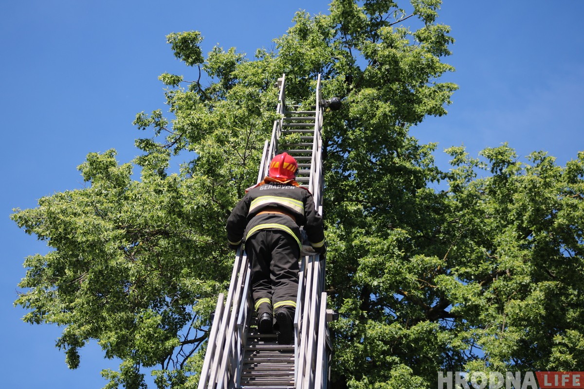 Глядзіце, як у цэнтры Гродна ратавалі Малыша (але ён потым знік) Глядзіце, як у цэнтры Гродна ратавалі Малыша (але ён потым знік)