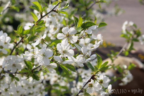 Маленькая вуліца з вялікай гісторыяй - рэпартаж з 1 Мая, дзе двары патанаюць у колерах, але не хапае цішыні і вады Маленькая вуліца з вялікай гісторыяй - рэпартаж з 1 Мая, дзе двары патанаюць у колерах, але не хапае цішыні і вады