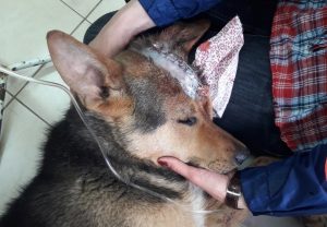 У Смаргонскім раёне сусед скраў у мясцовага жыхара дзесяць трусаў У Смаргонскім раёне сусед скраў у мясцовага жыхара дзесяць трусаў