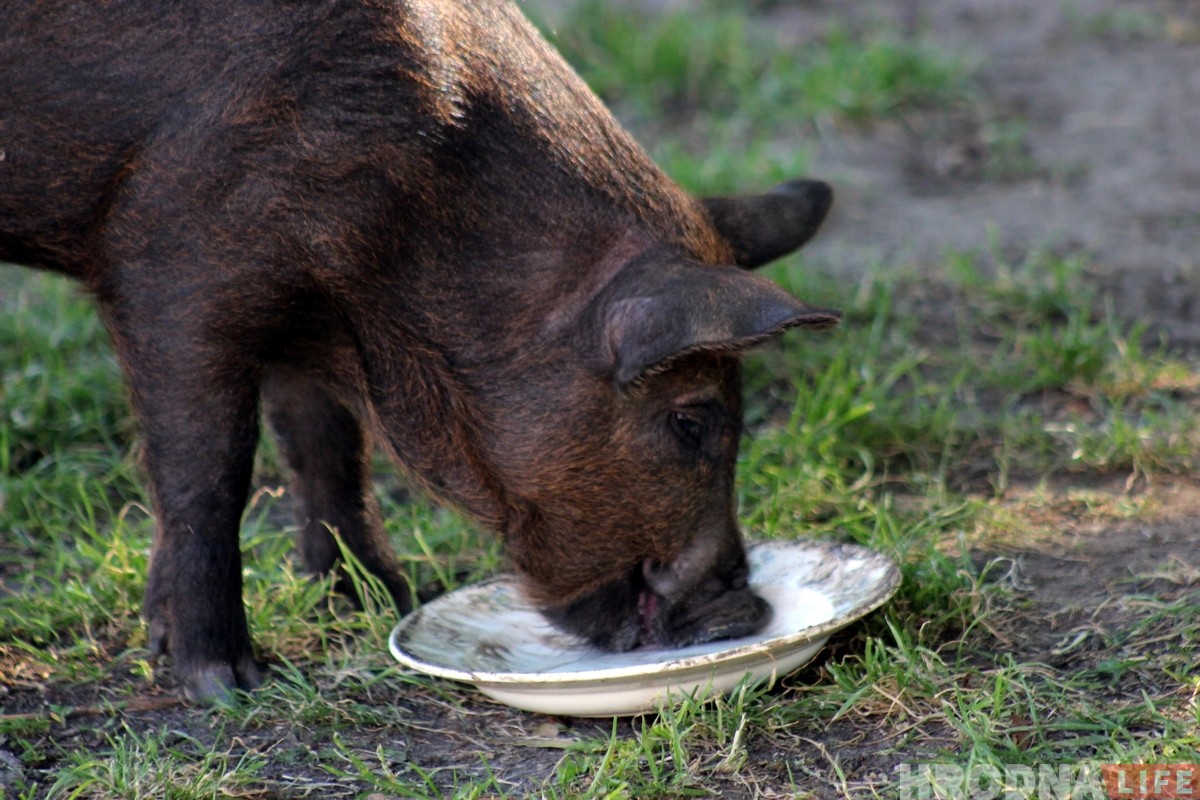 «Цяжка было расставацца». Парася Фунцік і вулічны музыкант скончылі выступаць у Гродне