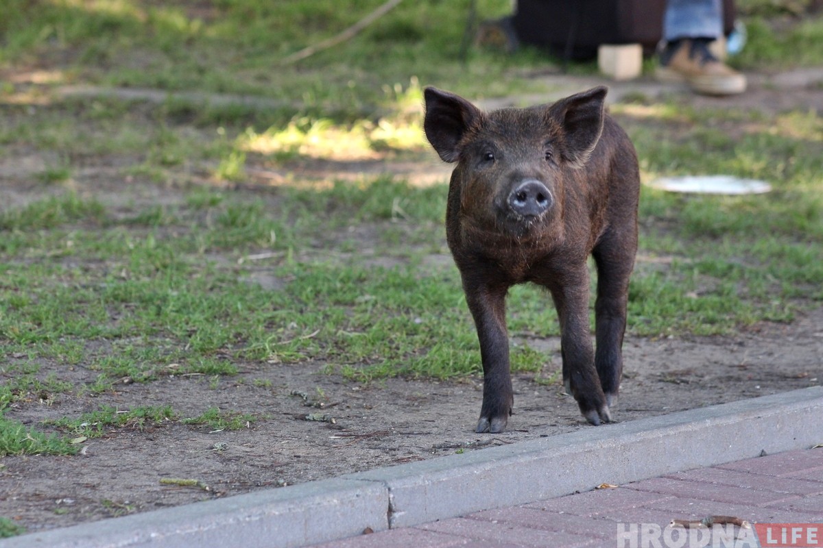 «Цяжка было расставацца». Парася Фунцік і вулічны музыкант скончылі выступаць у Гродне