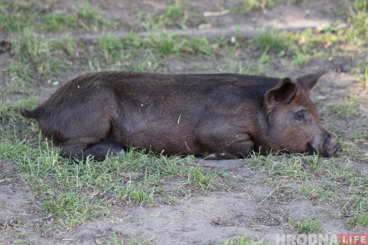 «Цяжка было расставацца». Парася Фунцік і вулічны музыкант скончылі выступаць у Гродне