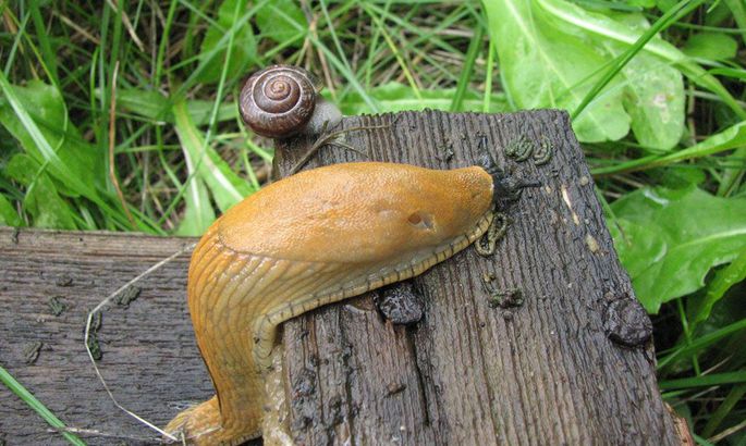 Гродзенскія вожыкі ядуць інвазіўных іспанскіх слімакоў. Гэта вельмі добра