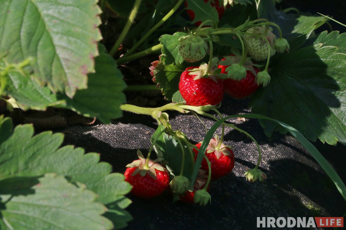 Гарачая клубнічка і чорная пятніца. Колькі насамрэч каштуе беларуская ягада