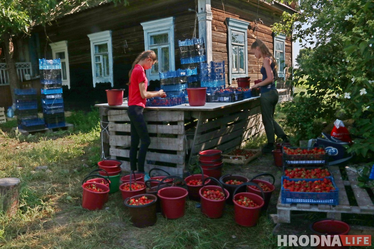 Гарачая клубнічка і чорная пятніца. Колькі насамрэч каштуе беларуская ягада