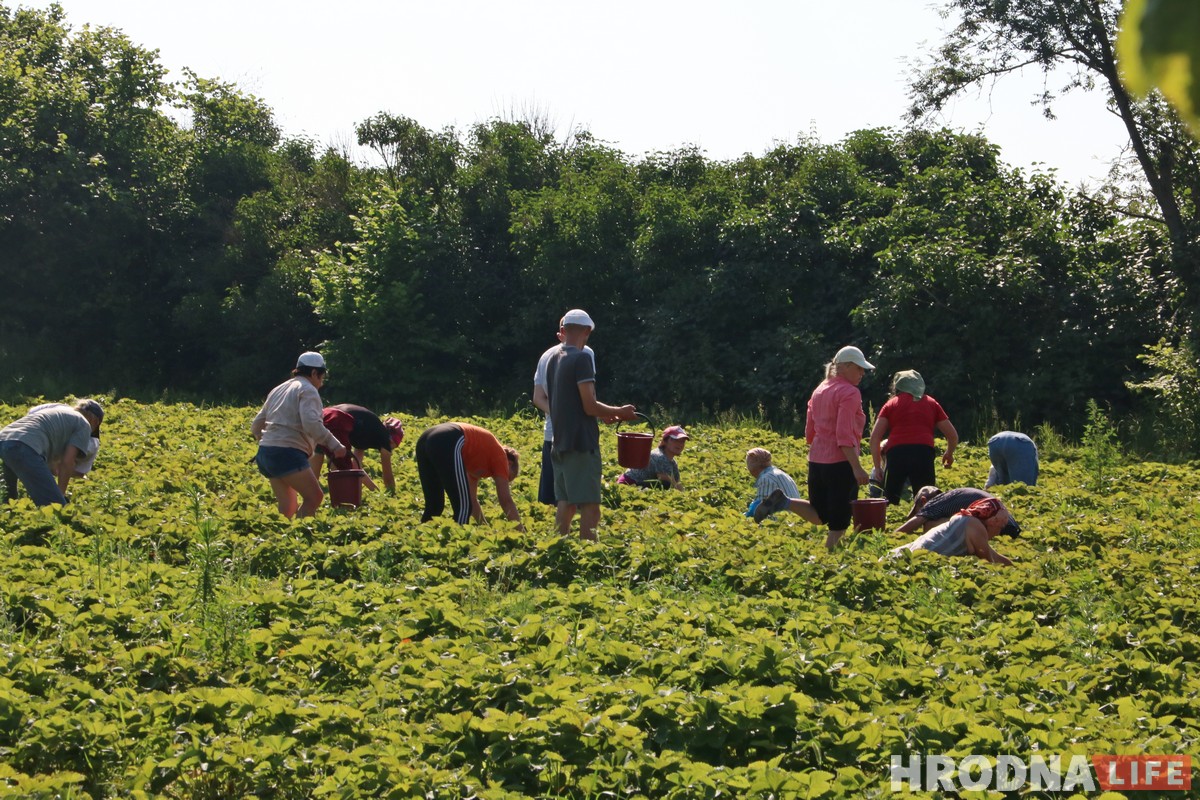 Гарачая клубнічка і чорная пятніца. Колькі насамрэч каштуе беларуская ягада