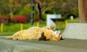 2020 год у Гродзенскай вобласці стаў самым цёплым з 1945-га