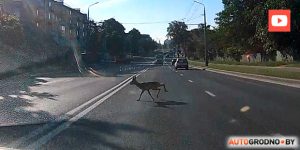 Траса стала лабірынтам для жывёл? На абноўленай М6 зноў збілі лася