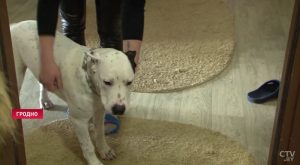 Ліса з Румлёўскага парку пачала прыходзіць у дзіцячы сад Ліса з Румлёўскага парку пачала прыходзіць у дзіцячы сад