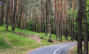 Беражыце галовы. Уздоўж мяжы з Еўрасаюзам з самалётаў раскідваюць вакцыны-прынады для жывёл