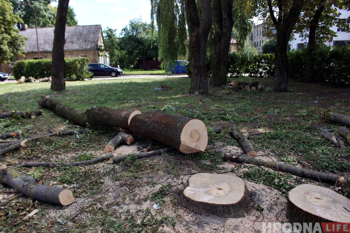 На Волковича вырубят 14 старых деревьев. Местные жители возмущены