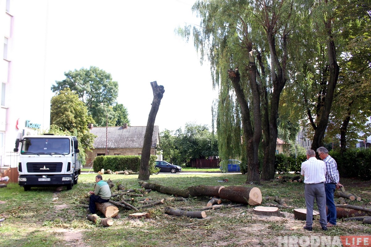 На Волковича вырубят 14 старых деревьев. Местные жители возмущены