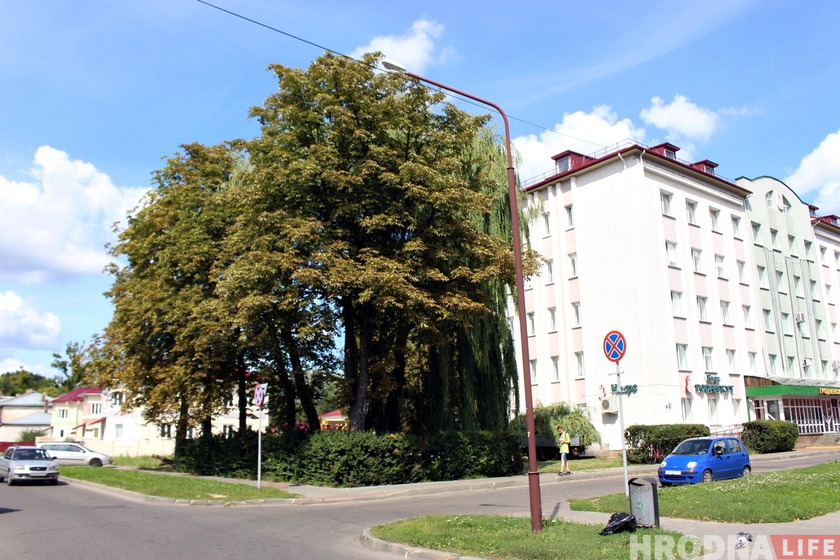 На Волковича вырубят 14 старых деревьев. Местные жители возмущены