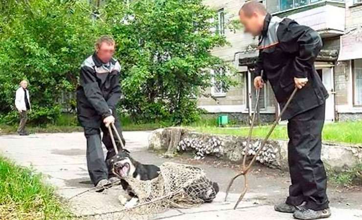 Гарадзенскія актывісты спрабавалі пракантраляваць брыгады па адлове жывёл. Дайшло да пракуратуры Гарадзенскія актывісты спрабавалі пракантраляваць брыгады па адлове жывёл. Дайшло да пракуратуры