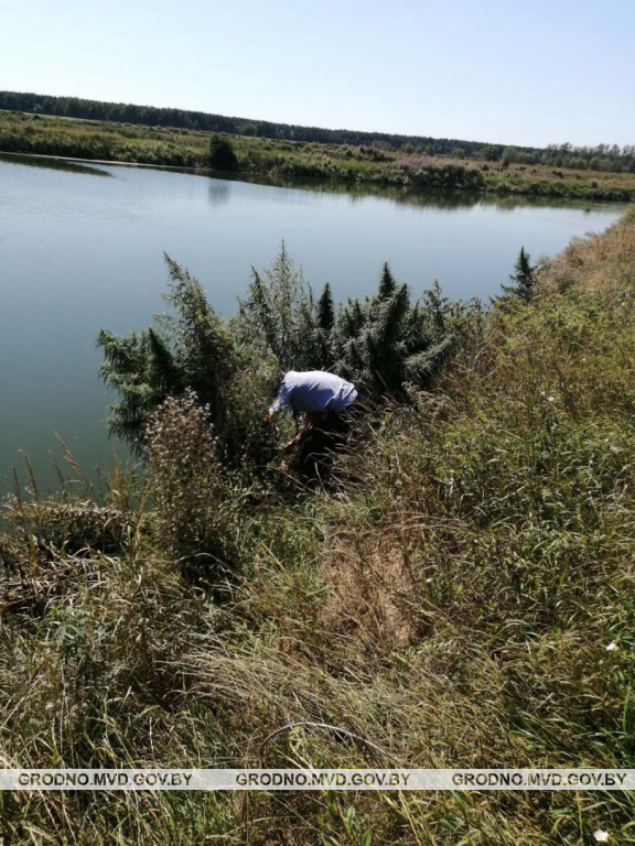 У Мастоўскім раёне знішчылі амаль палову гектара канопляў