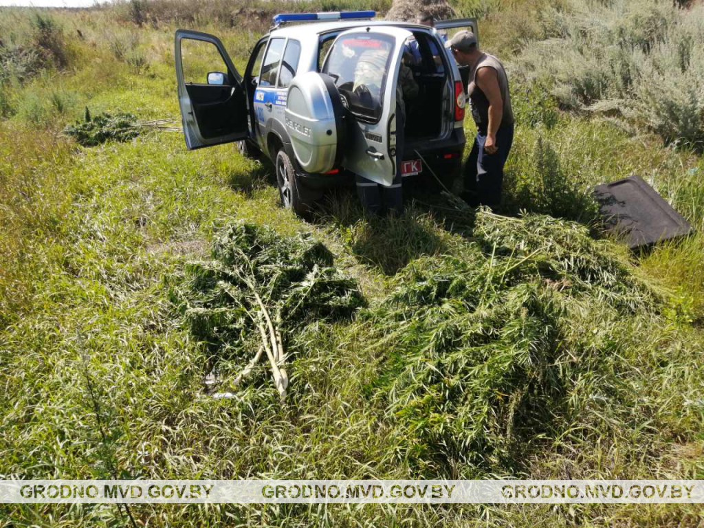 У Мастоўскім раёне знішчылі амаль палову гектара канопляў