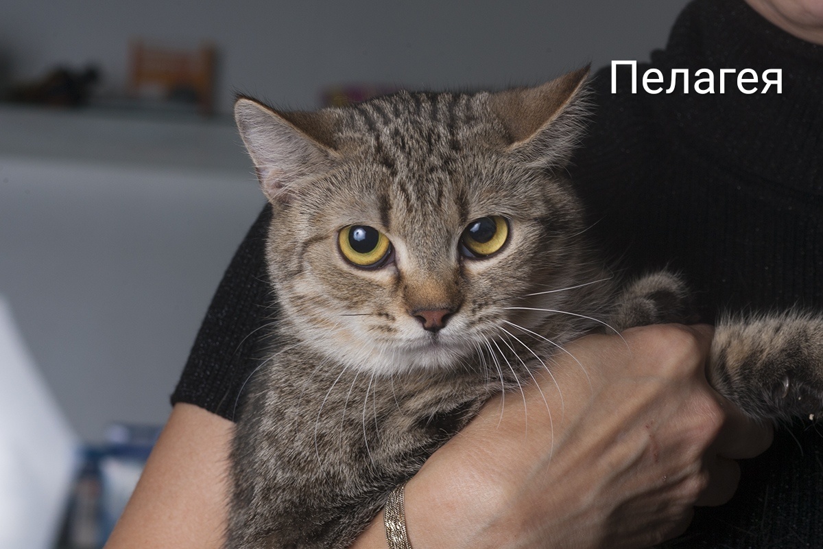 Животные ищут дом: кошки и собаки от 3 месяцев до 3 лет ждут хозяина и друга