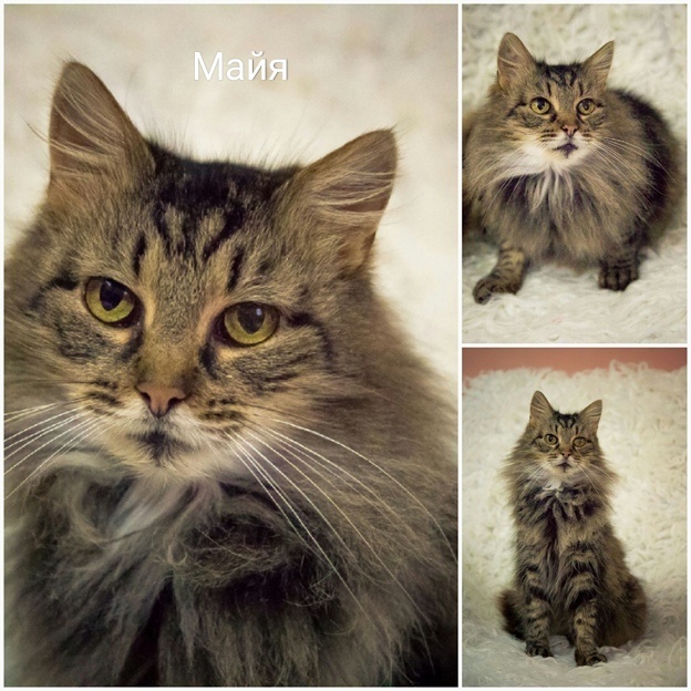 Животные ищут дом: кошки и собаки от 3 месяцев до 3 лет ждут хозяина и друга