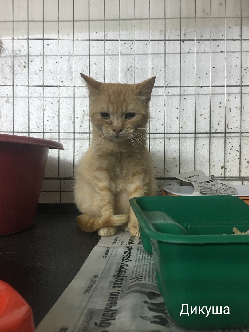 Животные ищут дом: вот какие собаки и котики ждут, когда вы их приютите