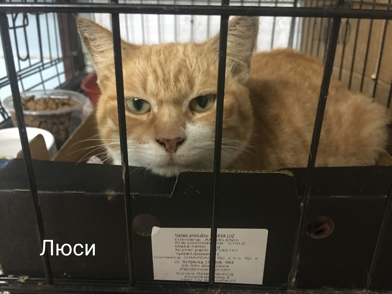 Животные ищут дом: вот какие собаки и котики ждут, когда вы их приютите