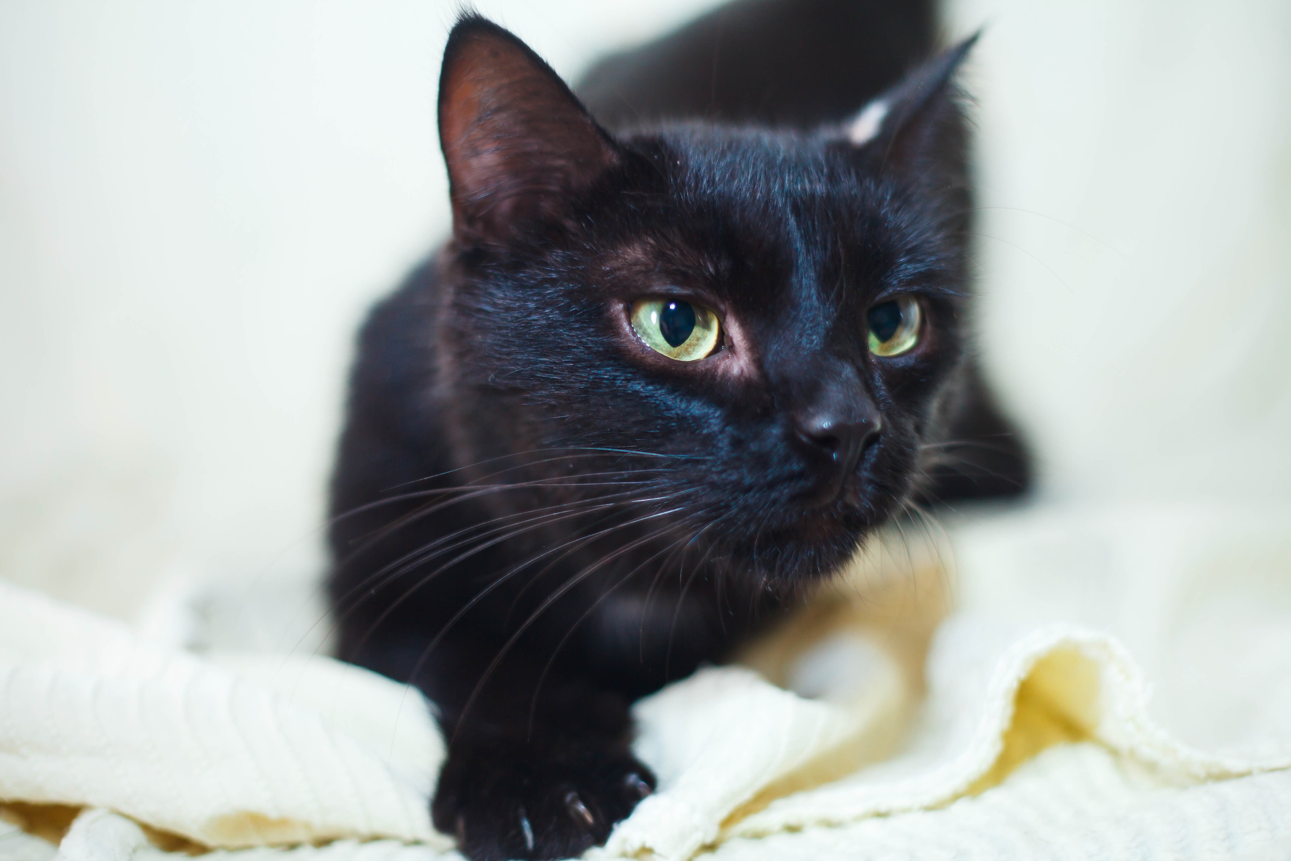 Животные ищут дом: собаки-охранницы и ласковые котики, которых вы можете взять к себе