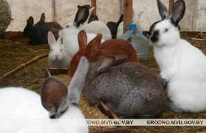 Гродзенскія валанцёры пяць гадзін капалі тунэль каб уратаваць сабаку