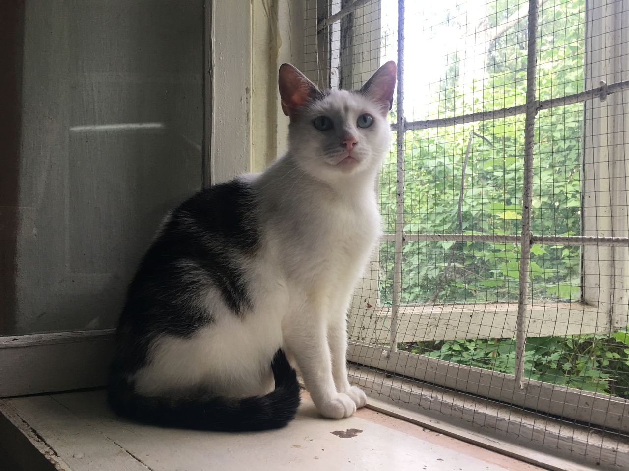 Животные ищут дом: выбирай кошку или собаку, которые очень хотят с тобой подружиться