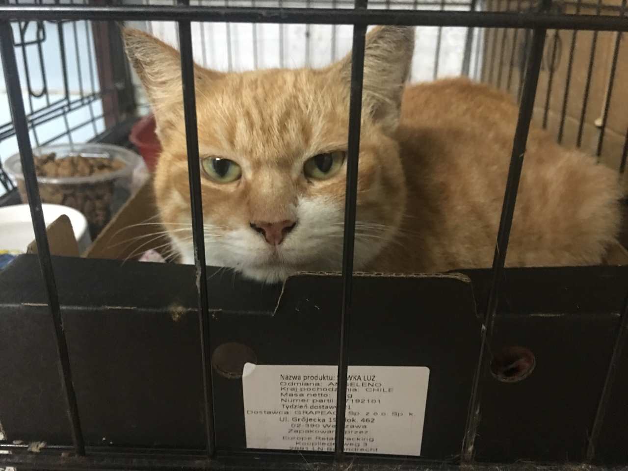 Животные ищут дом: выбирай кошку или собаку, которые очень хотят с тобой подружиться