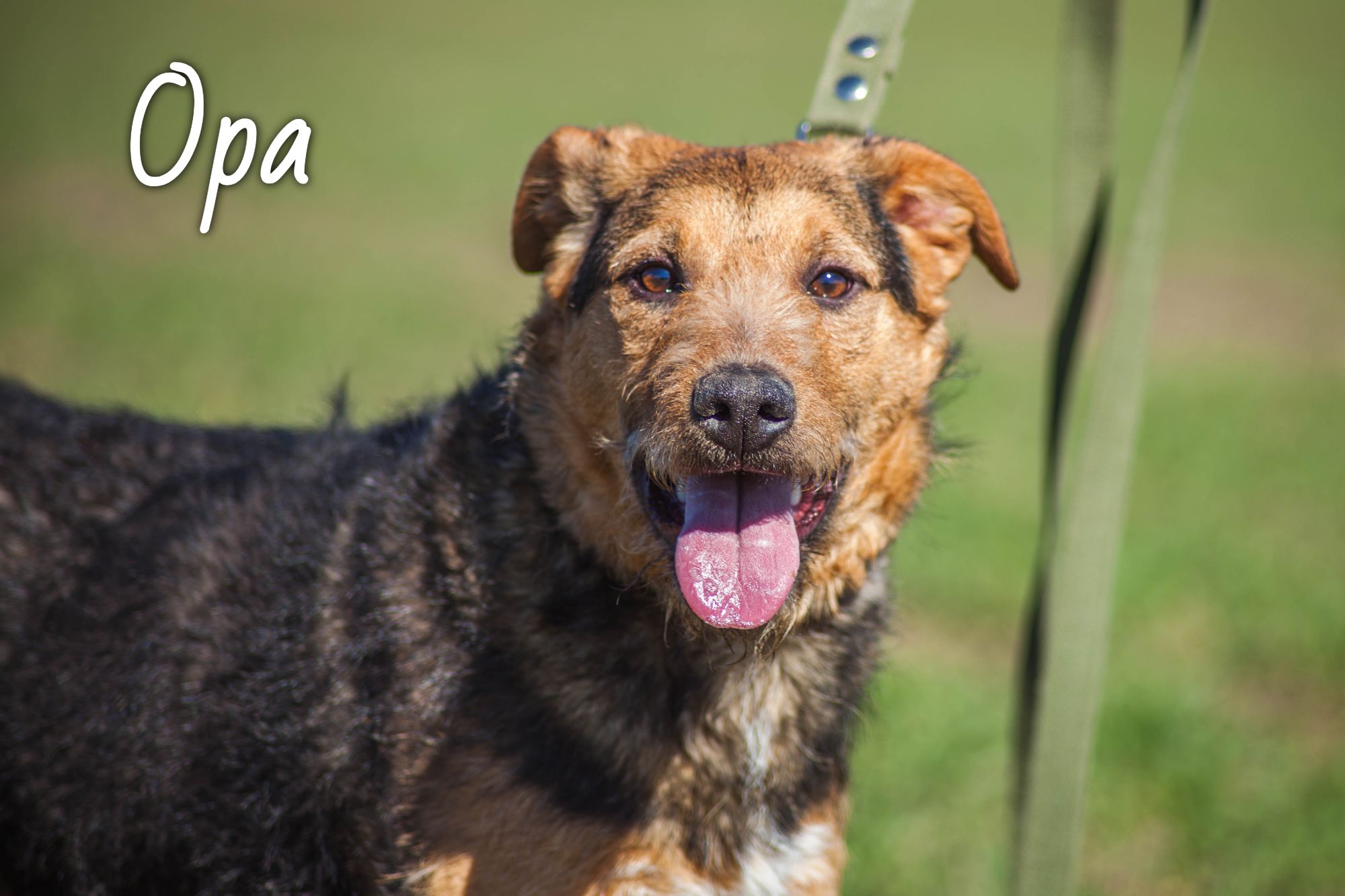 Животные ищут дом: выбирай кошку или собаку, которые очень хотят с тобой подружиться