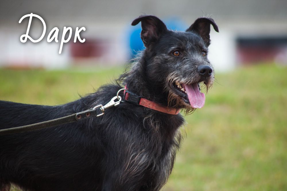 Животные ищут дом: вот какие собаки и котики ждут, когда вы их приютите