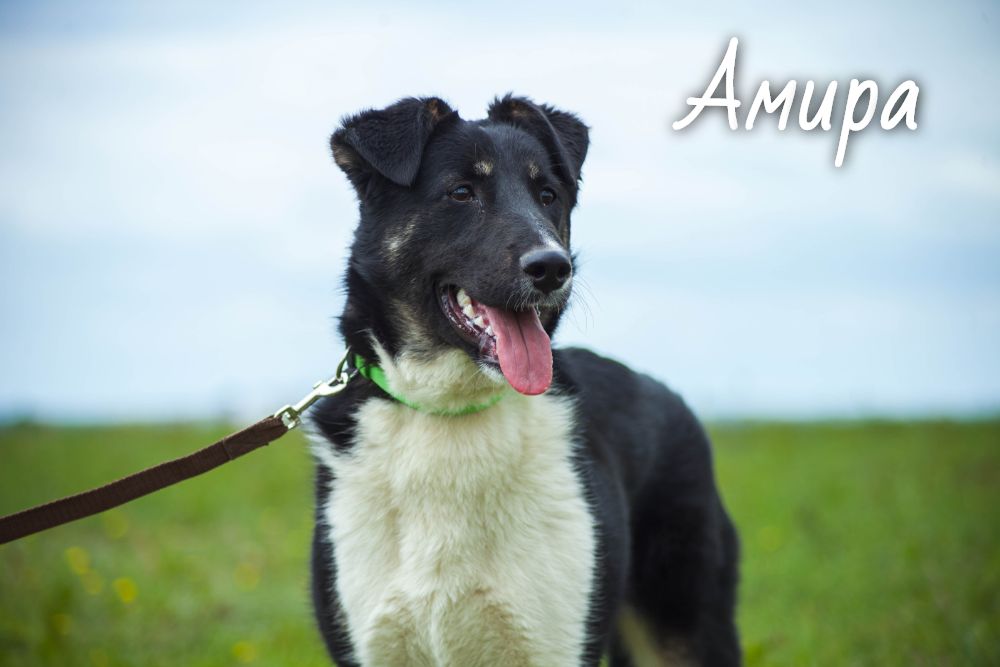 Животные ищут дом: вот какие собаки и котики ждут, когда вы их приютите