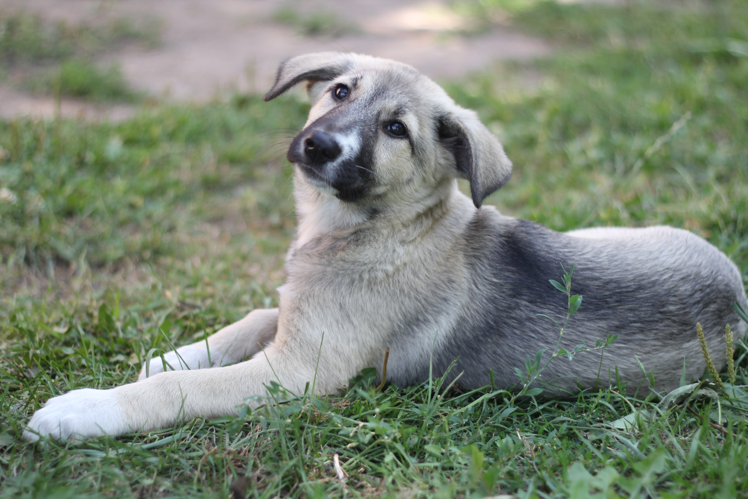Животные ищут дом: кошки и собаки от 3 месяцев до 3 лет ждут хозяина и друга