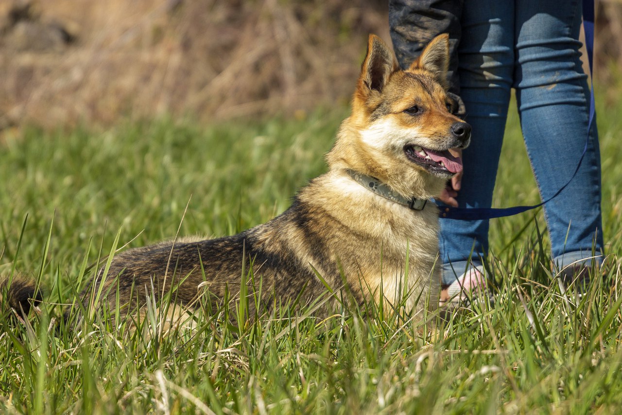 Животные ищут дом: кошки и собаки от 3 месяцев до 3 лет ждут хозяина и друга