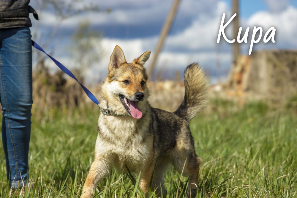 Животные ищут дом: кошки и собаки от 3 месяцев до 3 лет ждут хозяина и друга