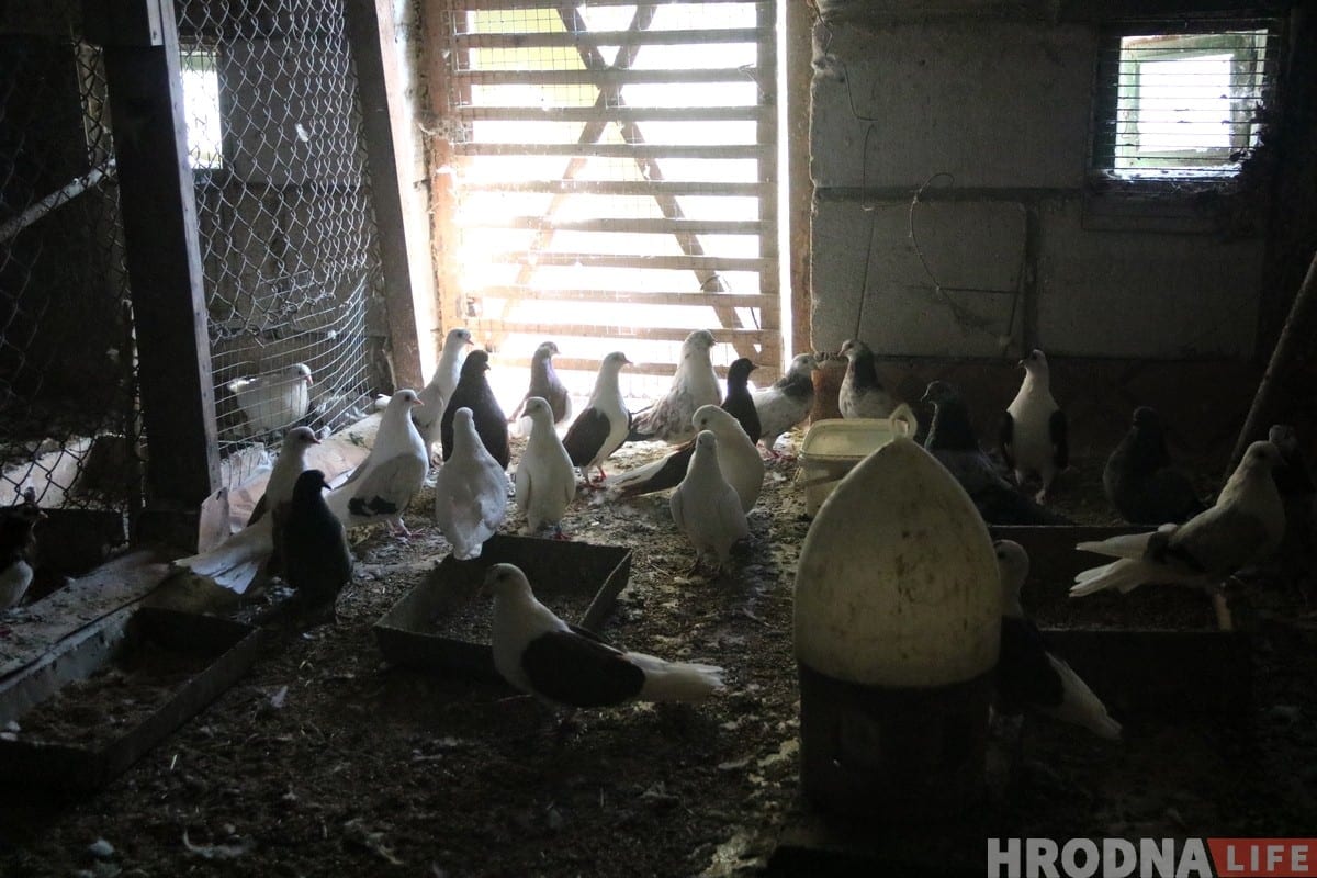 Гродзенец 50 гадоў разводзіць галубоў: «Раней было модна, цяпер - занятак для душы»
